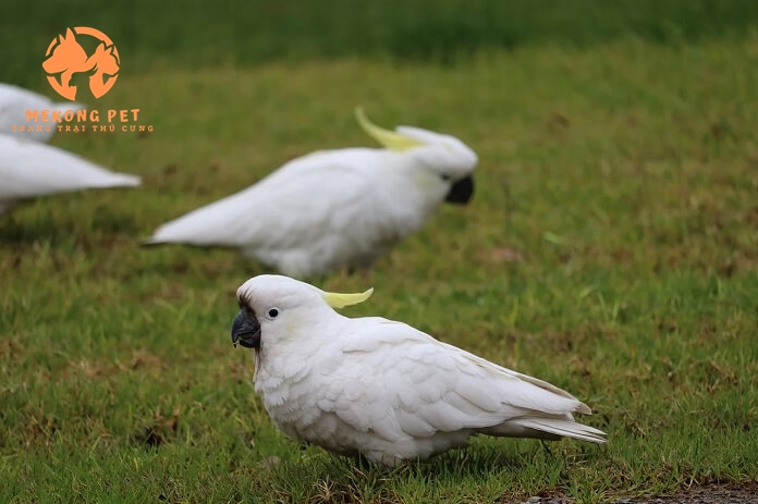 Mua Bán Vẹt Cockatoo Uy Tín Tại TP.HCM